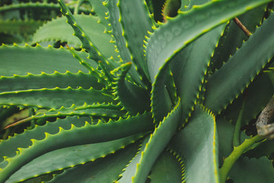 Full frame shot of succulent plant