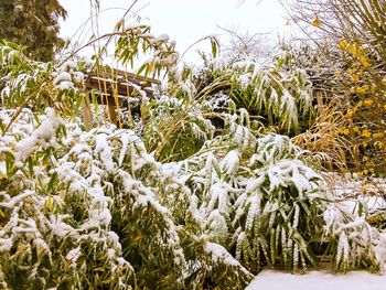 Close-up of snow on tree