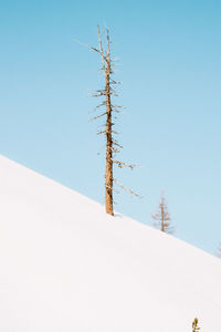 Low angle view of trees against clear blue sky