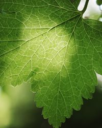 Close-up of green leaves