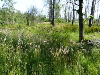 Plants growing on field