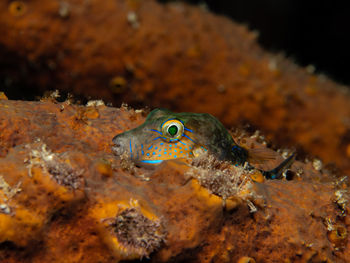 Canthigaster rostrata