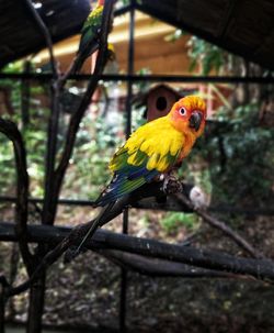 Close-up of parrot perching on branch