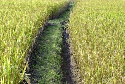 Beautiful asia rice paddle field golden ripe agriculture farm