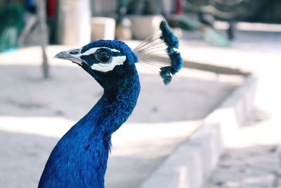 Close-up of peacock