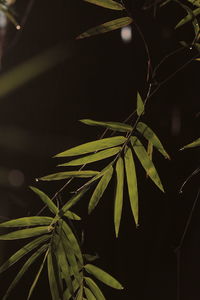 Close-up of potted plant