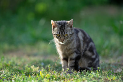 Portrait of a cat on field