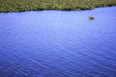 High angle view of purple floating on water