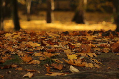 Autumn leaves fallen in forest