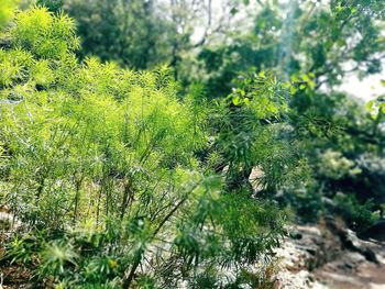 Close-up of fresh green plant in sunlight