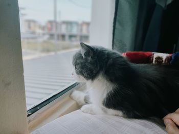 An image of persian cat looking outside from window