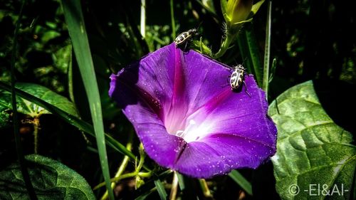 Close-up of bumblebee on purple flower