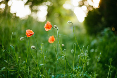 Close-up of poppy flowers on field