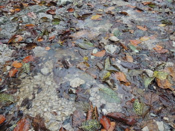 Close-up of maple leaves fallen on water