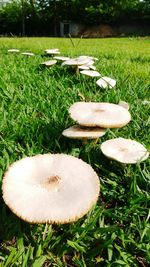 Close-up of mushrooms on field