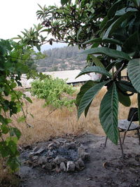 Scenic view of tree by water