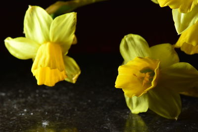 Close-up of yellow flowers against black background