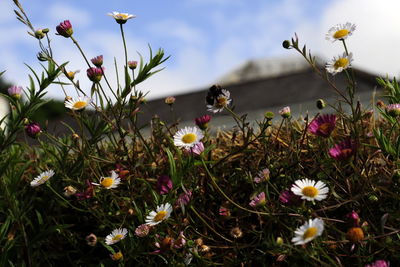 Close-up of insect pollinating flower