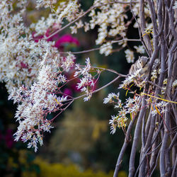 Close-up of purple flowers on branch