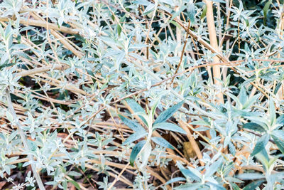 Full frame shot of plants