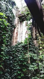 Low angle view of bamboo trees in forest