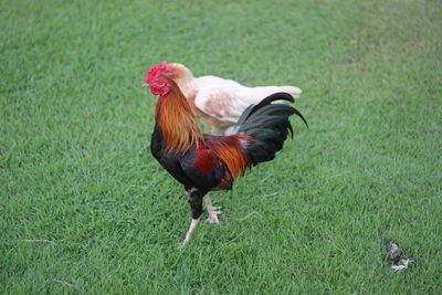 View of a duck on field