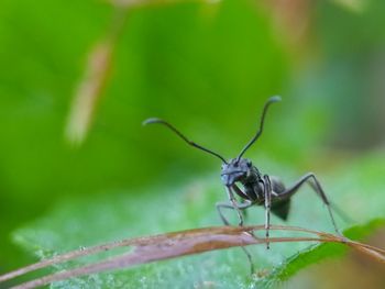 Close-up of insect