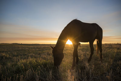 Horse standing on field against sky during sunset