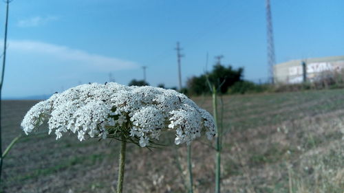 Close-up of white flowering plant on field against sky