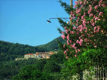 View of flowering plants and buildings against sky