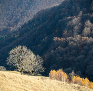 Trees growing in field