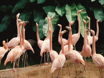 View of birds in lake