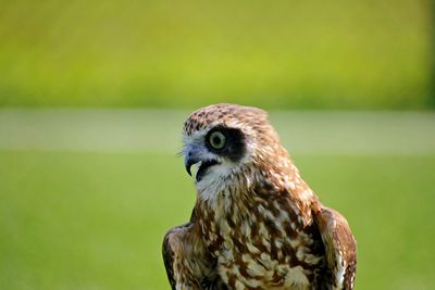 Close-up of eagle