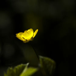 Close-up of butterfly on yellow flower