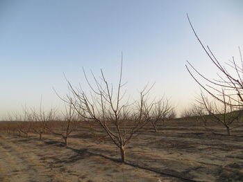 Bare tree on sand against clear sky