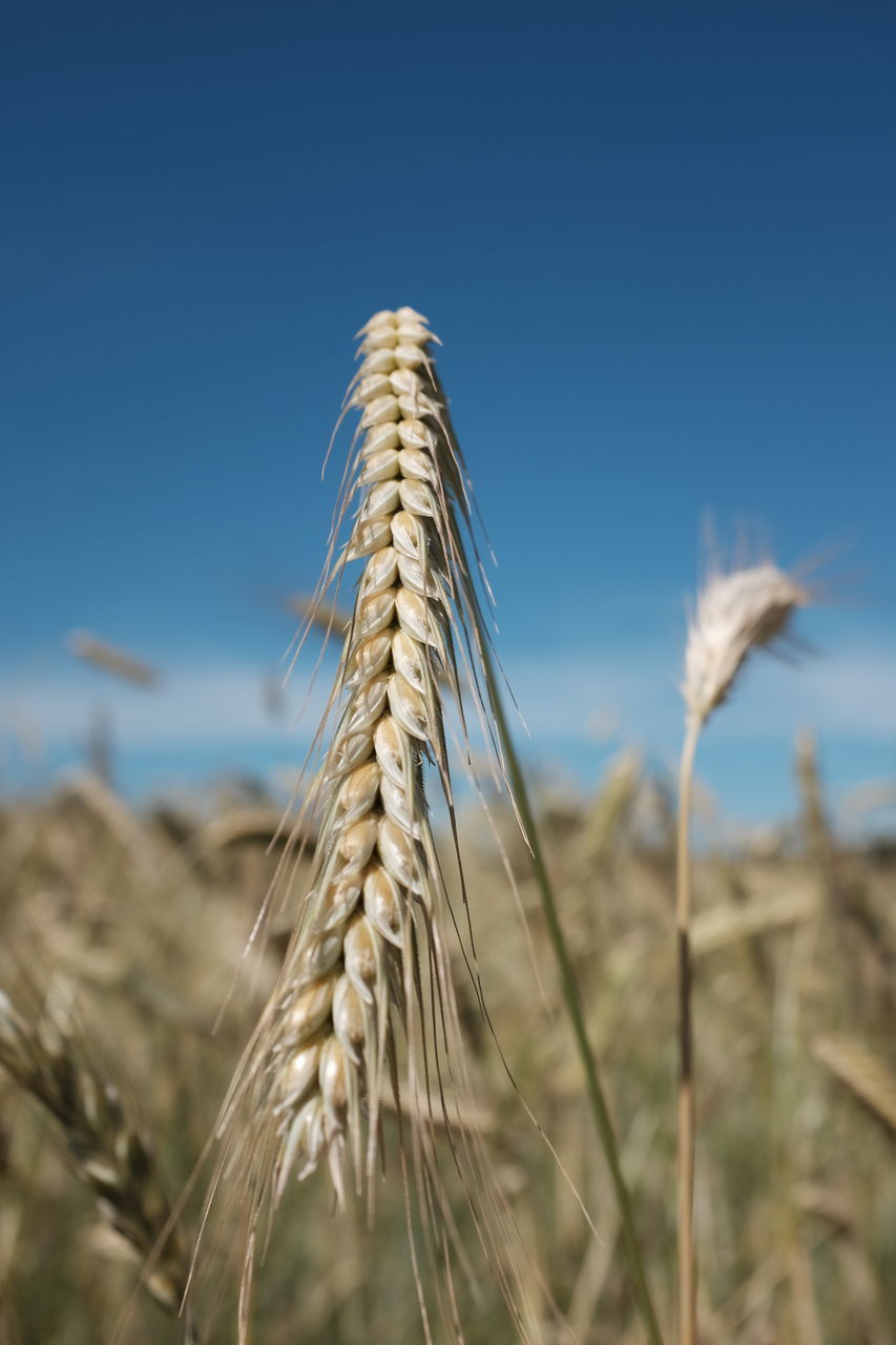CLOSE-UP OF WHEAT CROPS AGAINST CLEAR BLUE SKY