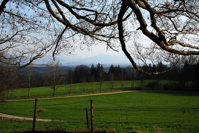 Scenic view of grassy field against sky