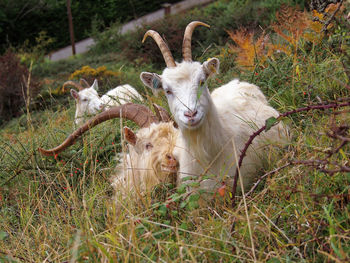 Close-up of sheep on field