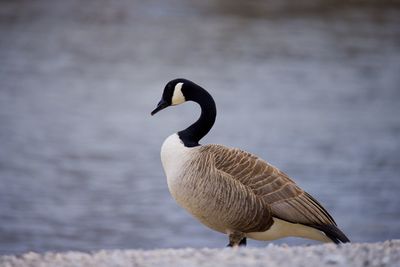 Bird perching on a sea