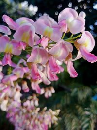 Close-up of pink flowering plant