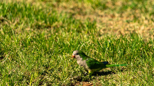 Close-up of bird perching on field