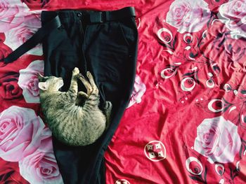 High angle view of a cat sleeping on a black pants on a bed 