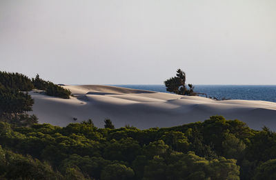 Sun shining on beautiful sand dunes, speckled with trees, sea in the distance