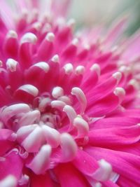 Close-up of pink flower