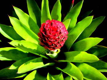 Close-up of red flowering plant