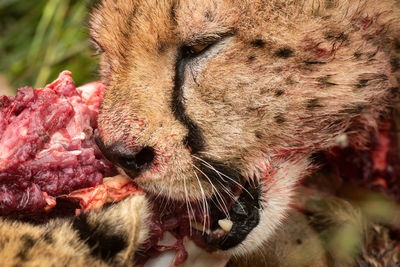 Close-up of cheetahs chewing on bloody carcase