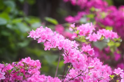 Close-up of pink flowering plant