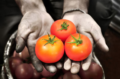 High angle view of hand holding tomatoes