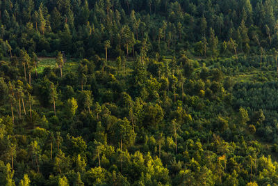 View of pine trees in forest