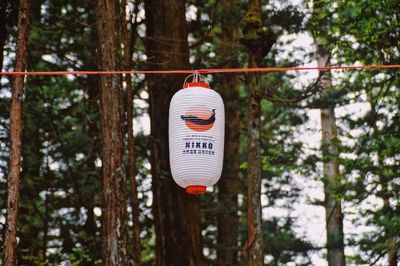 Low angle view of lanterns hanging on tree